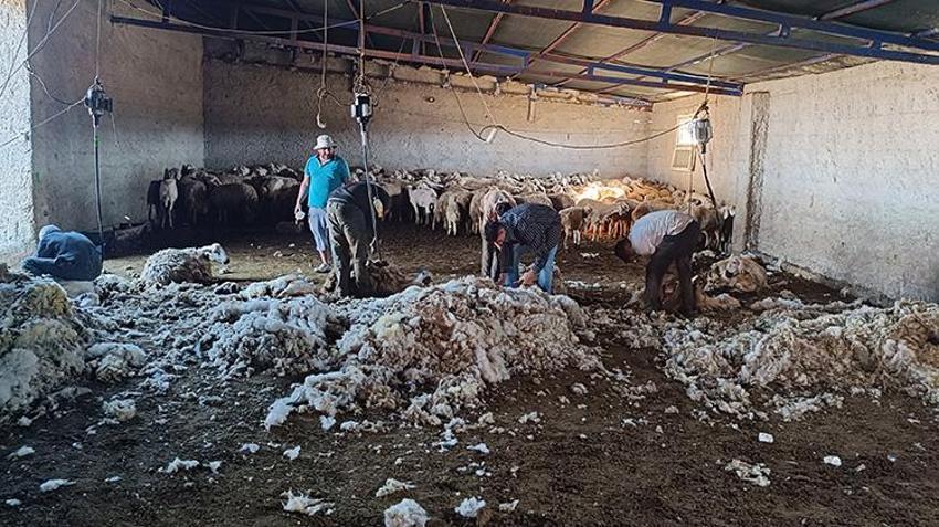 Kayseri'de hasadı başladı: 400 koyundan tonlarca elde ediyorlar!