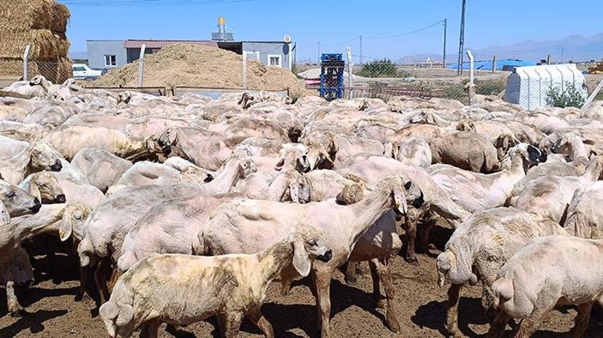Kayseri'de hasadı başladı: 400 koyundan tonlarca elde ediyorlar!