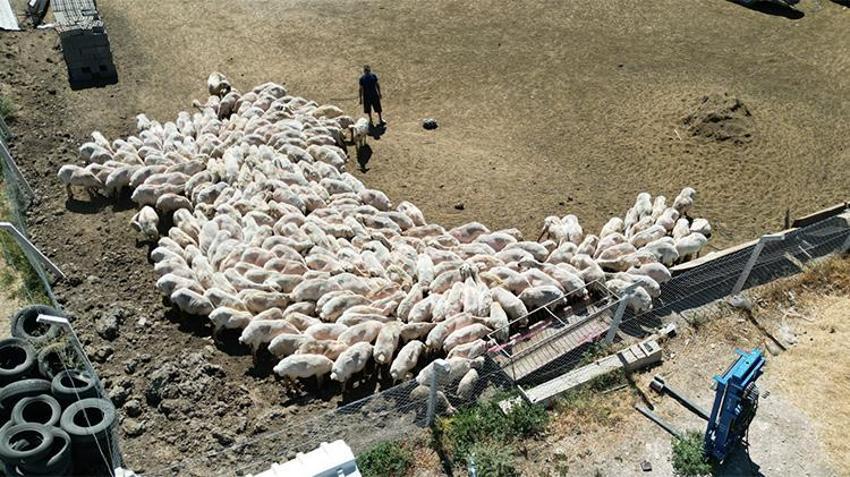 Kayseri'de hasadı başladı: 400 koyundan tonlarca elde ediyorlar!