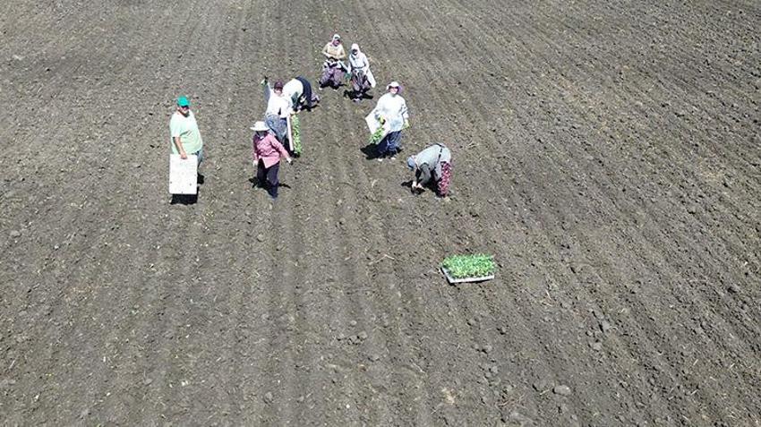 Samsun Bafra'da aylarca sürecek! Günlüğü 1.500 TL, 3 liralık ürünü 1 liradan aldılar