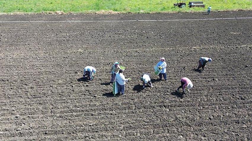 Samsun Bafra'da aylarca sürecek! Günlüğü 1.500 TL, 3 liralık ürünü 1 liradan aldılar
