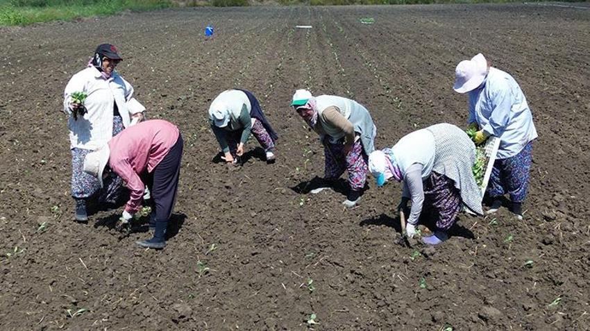 Samsun Bafra'da aylarca sürecek! Günlüğü 1.500 TL, 3 liralık ürünü 1 liradan aldılar