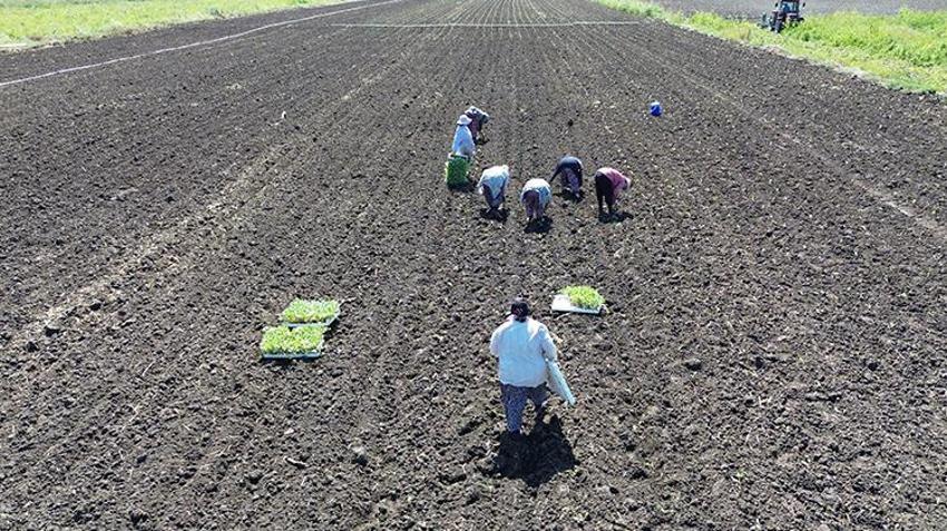 Samsun Bafra'da aylarca sürecek! Günlüğü 1.500 TL, 3 liralık ürünü 1 liradan aldılar
