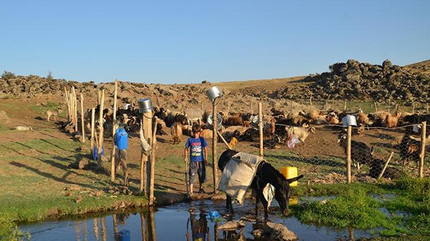 Muş'ta berivanlar yayla yollarında! Artık motosiklet sürüyorlar