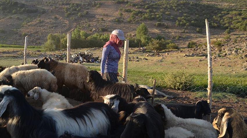 Muş'ta berivanlar yayla yollarında! Artık motosiklet sürüyorlar