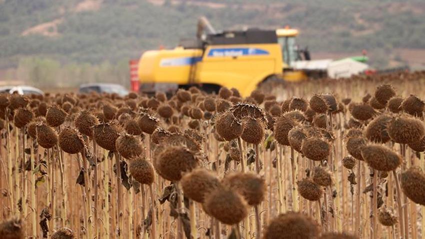 Tekirdağ'ın örnek projesinde verim katlanarak büyüdü! Bu sefer anız yakılmadı