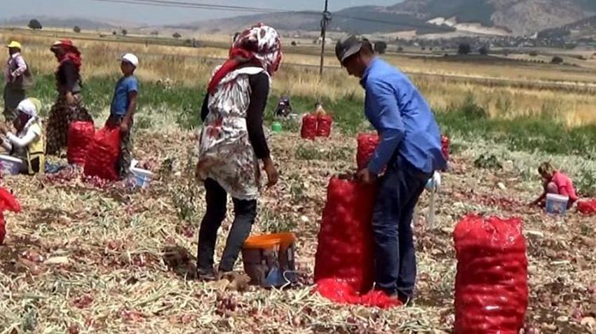 Gaziantep'te soğanın hasadı devam ediyor! Tarla ve market fiyatı arasında uçurum var