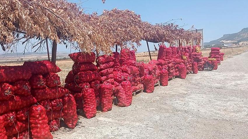 Gaziantep'te soğanın hasadı devam ediyor! Tarla ve market fiyatı arasında uçurum var