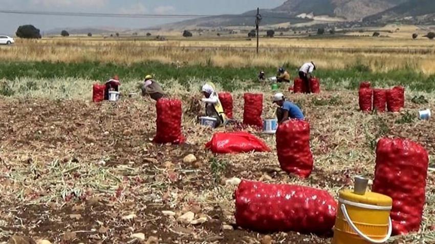 Gaziantep'te soğanın hasadı devam ediyor! Tarla ve market fiyatı arasında uçurum var