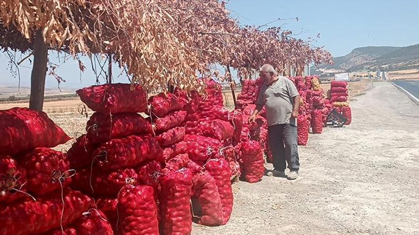 Gaziantep'te soğanın hasadı devam ediyor! Tarla ve market fiyatı arasında uçurum var