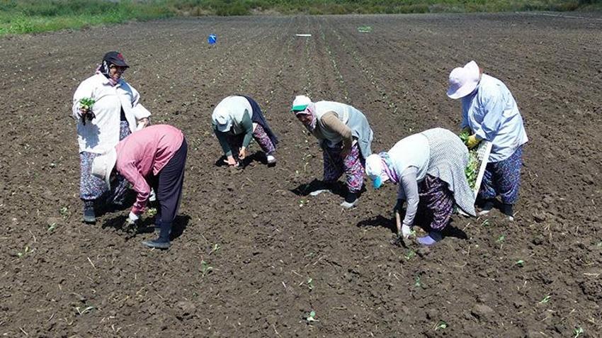 Bafra Ovası'na kışlık fideler edildi! Çiftçiye yüzde 75 destek verildi