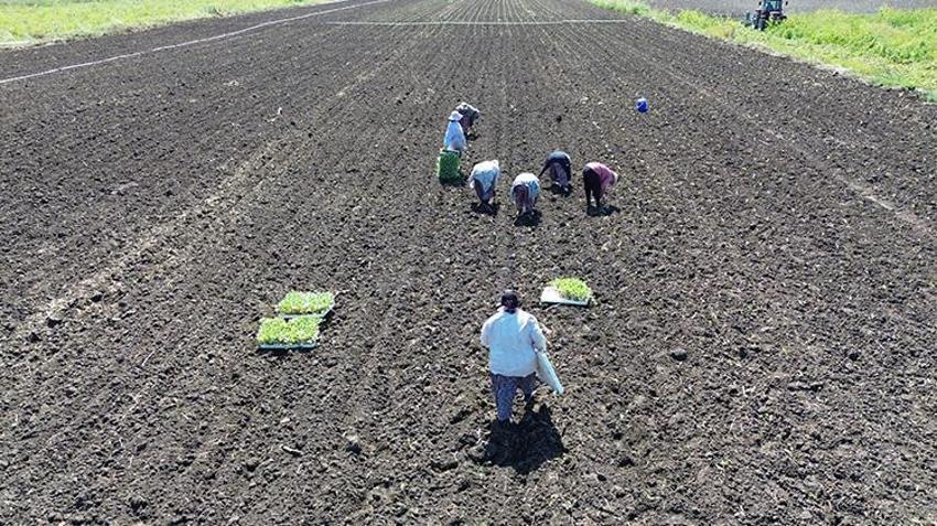 Bafra Ovası'na kışlık fideler edildi! Çiftçiye yüzde 75 destek verildi