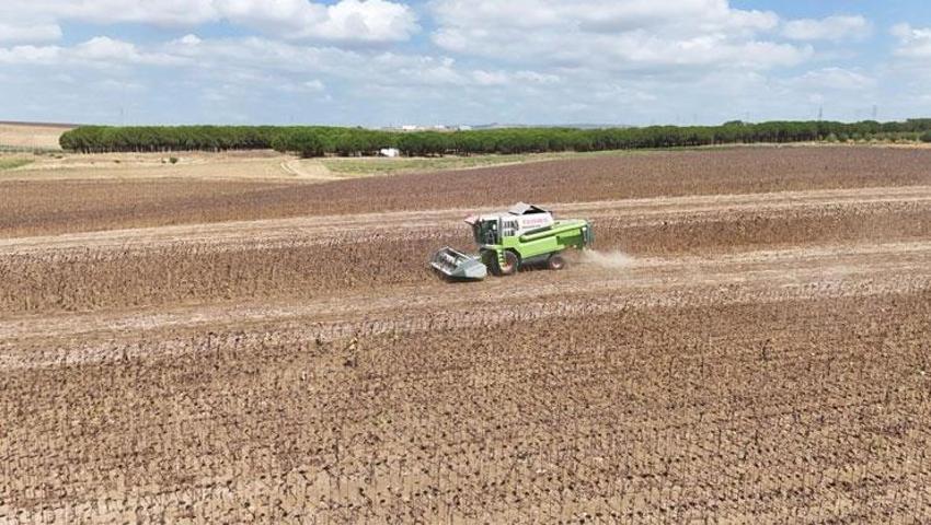Silivri Belediyesi'nden ayçiçek yağı müjdesi! 15 bin haneye 5 litrelik tenekeler halinde ücretsiz ulaştırılacak