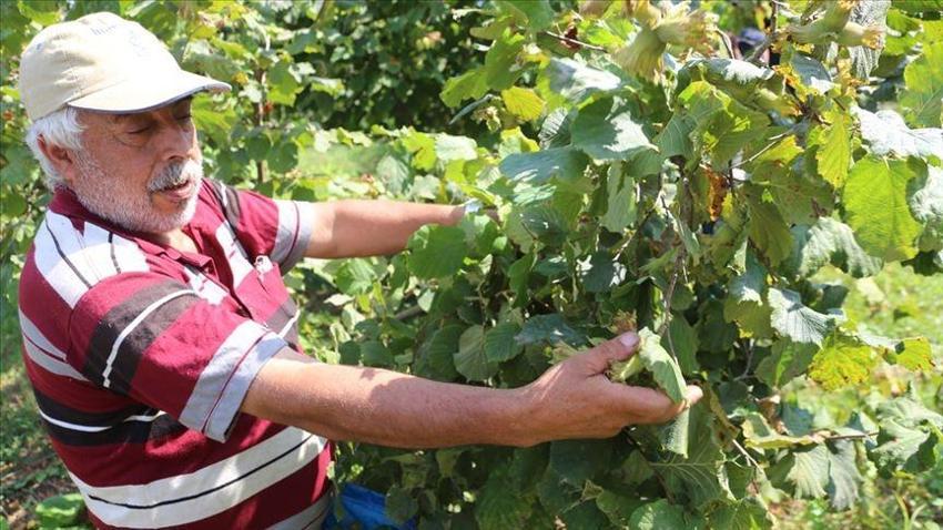 Samsun'un Çarşamba ilçesi Türkiye'nin üretim merkezi! Hasat sonrası kötü haberi verdi: Fiyatlar artacak
