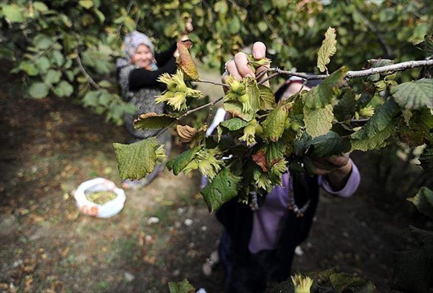 Samsun'un Çarşamba ilçesi Türkiye'nin üretim merkezi! Hasat sonrası kötü haberi verdi: Fiyatlar artacak