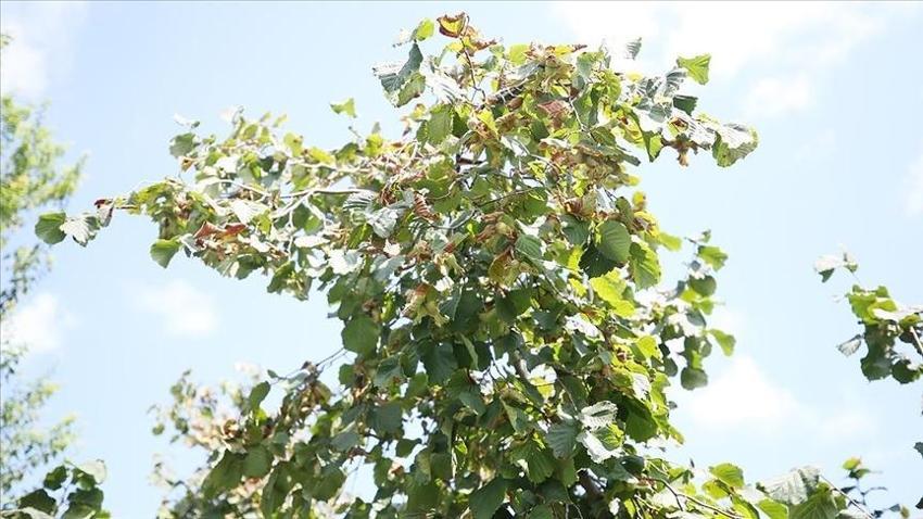 Samsun'un Çarşamba ilçesi Türkiye'nin üretim merkezi! Hasat sonrası kötü haberi verdi: Fiyatlar artacak