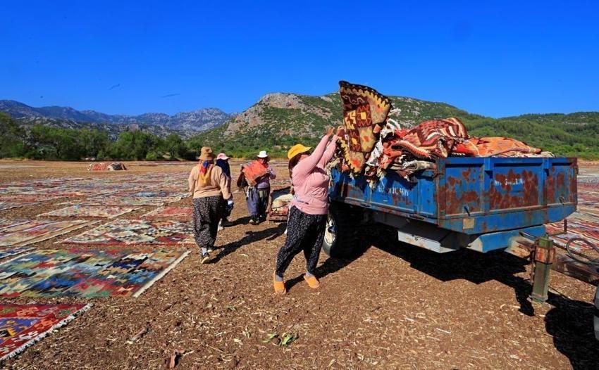 Bu hasat başka: Antalya ürün değil halılar toplanıyor