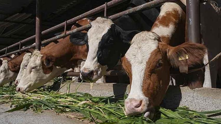 İzmir'de besicilerin kuraklığa karşı en güçlü silahı! Su tüketimini yarı yarıya azalttı, ekim alanları 12 kat arttı!