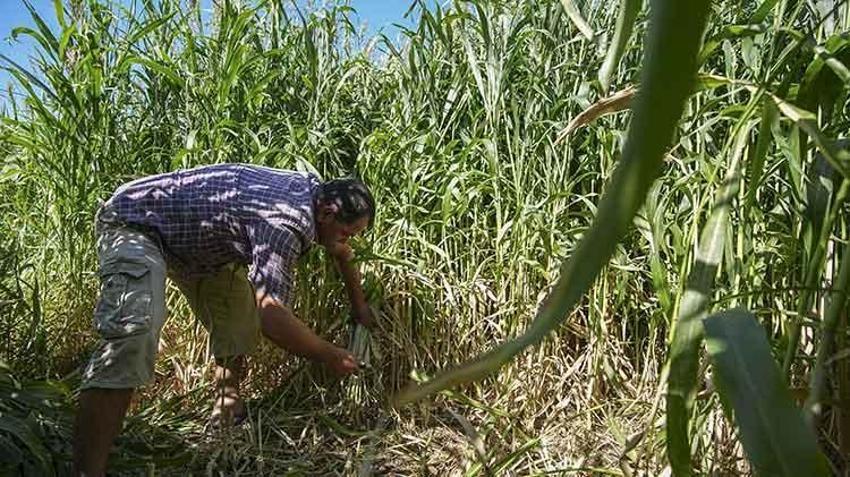 İzmir'de besicilerin kuraklığa karşı en güçlü silahı! Su tüketimini yarı yarıya azalttı, ekim alanları 12 kat arttı!