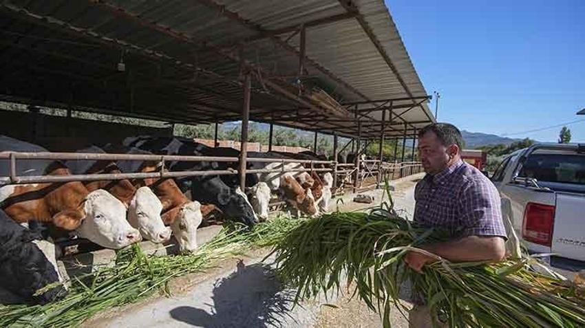 İzmir'de besicilerin kuraklığa karşı en güçlü silahı! Su tüketimini yarı yarıya azalttı, ekim alanları 12 kat arttı!