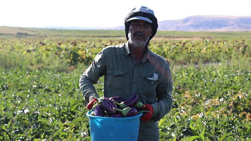 Kızılırmak kıyısından sofralara ulaşan o eşsiz lezzette hasat başladı: Rekolte düştü fiyatlar tavan yaptı!