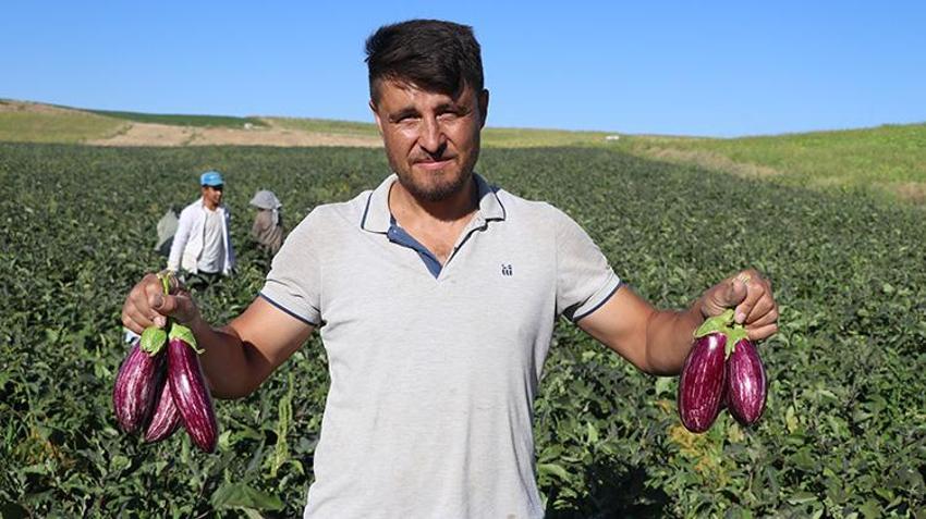 Kızılırmak kıyısından sofralara ulaşan o eşsiz lezzette hasat başladı: Rekolte düştü fiyatlar tavan yaptı!