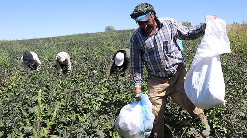 Kızılırmak kıyısından sofralara ulaşan o eşsiz lezzette hasat başladı: Rekolte düştü fiyatlar tavan yaptı!