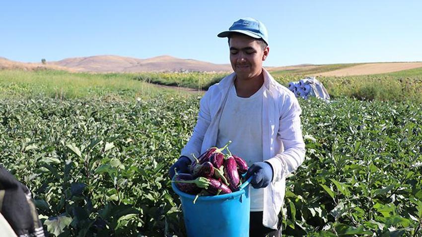 Kızılırmak kıyısından sofralara ulaşan o eşsiz lezzette hasat başladı: Rekolte düştü fiyatlar tavan yaptı!
