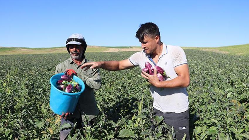 Kızılırmak kıyısından sofralara ulaşan o eşsiz lezzette hasat başladı: Rekolte düştü fiyatlar tavan yaptı!