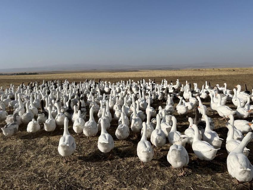 İstanbul'u terk edip Kars'taki köyüne yerleşti! Ticarete 500 tane ile başladı sayısı bin 400'e çıktı