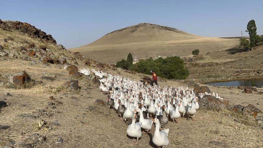 İstanbul'u terk edip Kars'taki köyüne yerleşti! Ticarete 500 tane ile başladı sayısı bin 400'e çıktı