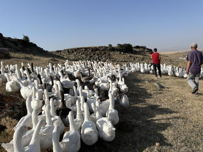 İstanbul'u terk edip Kars'taki köyüne yerleşti! Ticarete 500 tane ile başladı sayısı bin 400'e çıktı
