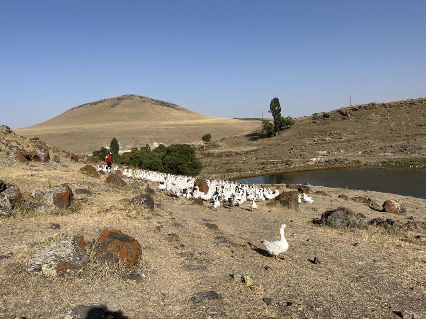 İstanbul'u terk edip Kars'taki köyüne yerleşti! Ticarete 500 tane ile başladı sayısı bin 400'e çıktı