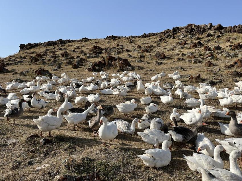İstanbul'u terk edip Kars'taki köyüne yerleşti! Ticarete 500 tane ile başladı sayısı bin 400'e çıktı