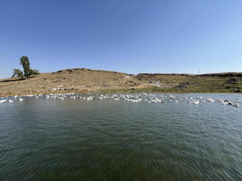 İstanbul'u terk edip Kars'taki köyüne yerleşti! Ticarete 500 tane ile başladı sayısı bin 400'e çıktı