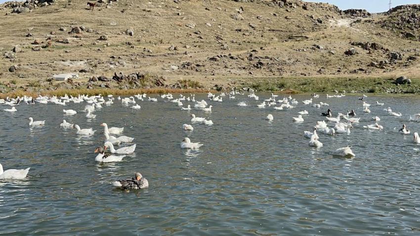 İstanbul'u terk edip Kars'taki köyüne yerleşti! Ticarete 500 tane ile başladı sayısı bin 400'e çıktı