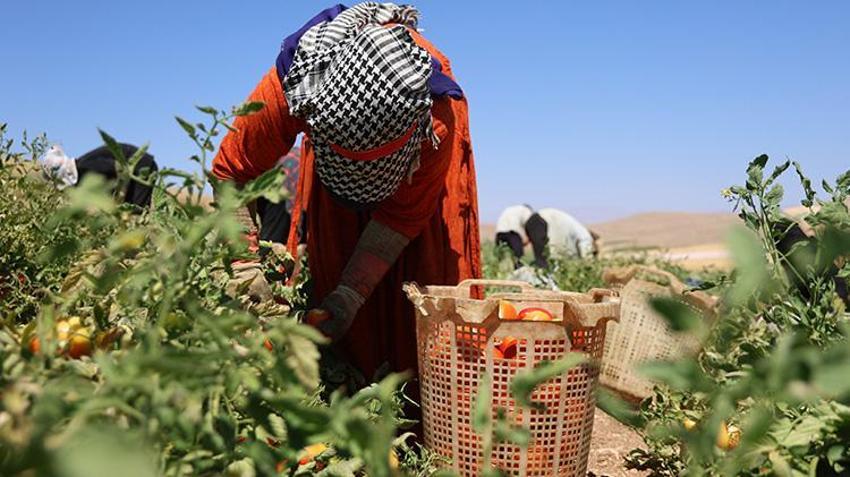 Elazığ'da tarlada 8, manavda 25 lira! Günlük 20 ton toplanıyor: Domates üreticisinden vatandaşlara çağrı