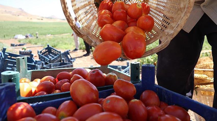Elazığ'da tarlada 8, manavda 25 lira! Günlük 20 ton toplanıyor: Domates üreticisinden vatandaşlara çağrı