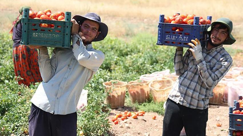 Elazığ'da tarlada 8, manavda 25 lira! Günlük 20 ton toplanıyor: Domates üreticisinden vatandaşlara çağrı