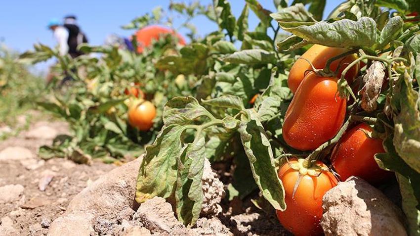 Elazığ'da tarlada 8, manavda 25 lira! Günlük 20 ton toplanıyor: Domates üreticisinden vatandaşlara çağrı