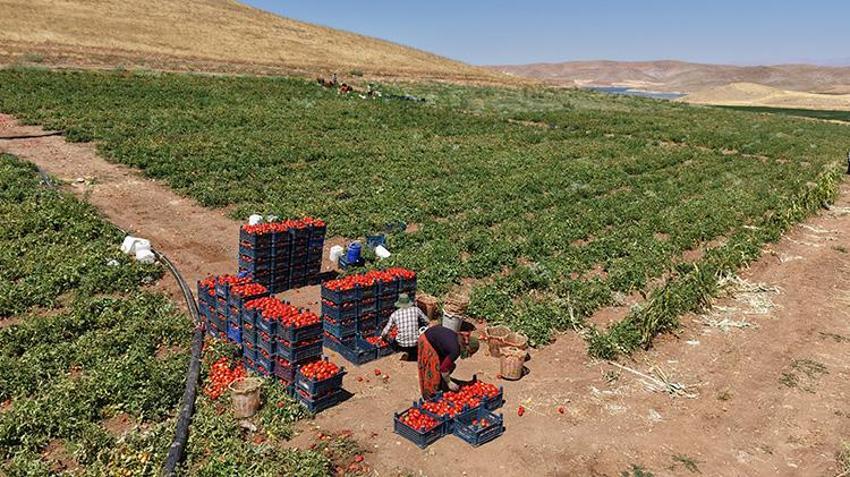 Elazığ'da tarlada 8, manavda 25 lira! Günlük 20 ton toplanıyor: Domates üreticisinden vatandaşlara çağrı