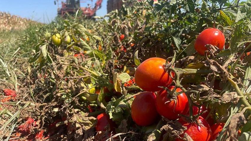 Tonu 1.500 TL'ye kadar düştü! Çiftçi domatesten umudunu kesti, o ürüne yöneldi