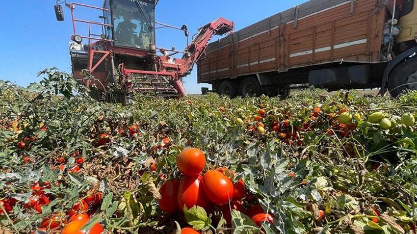 Tonu 1.500 TL'ye kadar düştü! Çiftçi domatesten umudunu kesti, o ürüne yöneldi
