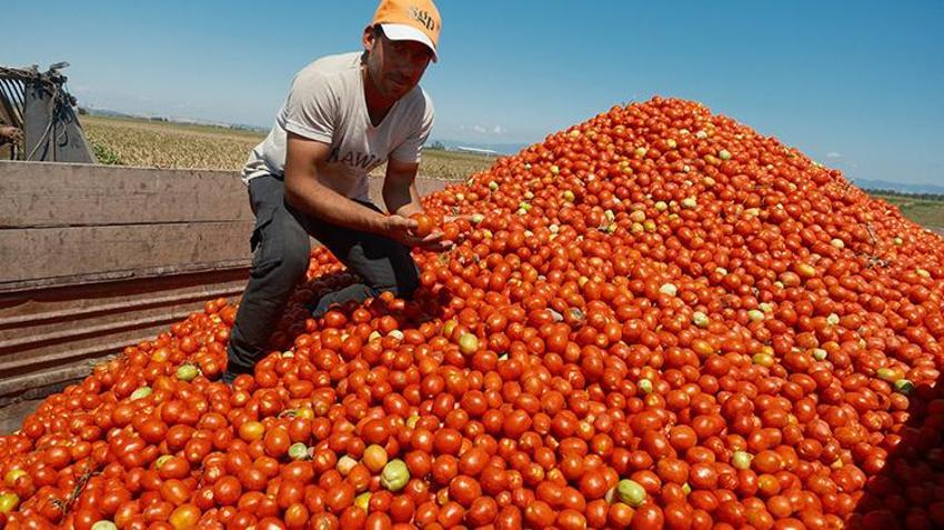 Tonu 1.500 TL'ye kadar düştü! Çiftçi domatesten umudunu kesti, o ürüne yöneldi