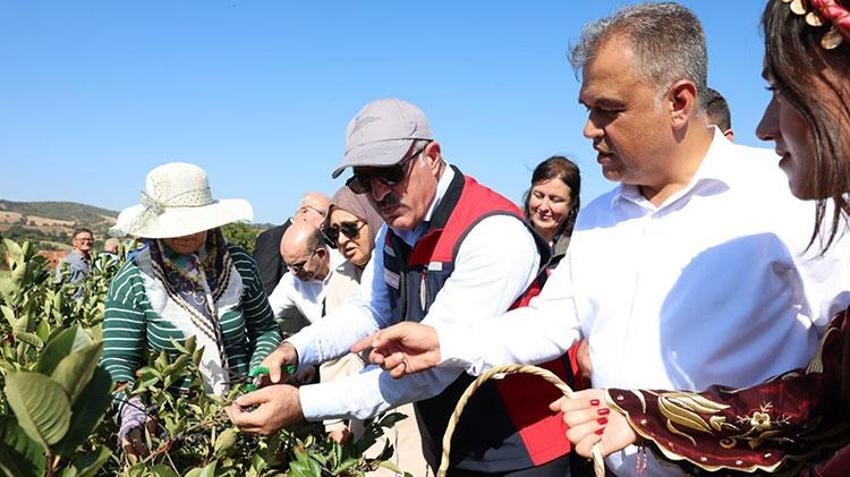 Bu bitkiyi yetiştiren senesinde ev, araba alıyor! Kilosu 1.000 TL'den satılıyor: İlk hasat haberi Çanakkale'den geldi
