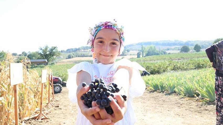 Bu bitkiyi yetiştiren senesinde ev, araba alıyor! Kilosu 1.000 TL'den satılıyor: İlk hasat haberi Çanakkale'den geldi