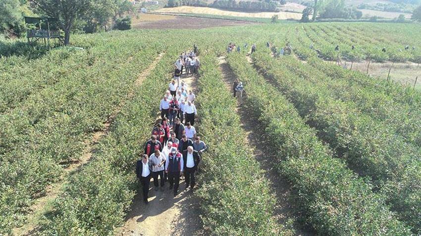 Bu bitkiyi yetiştiren senesinde ev, araba alıyor! Kilosu 1.000 TL'den satılıyor: İlk hasat haberi Çanakkale'den geldi