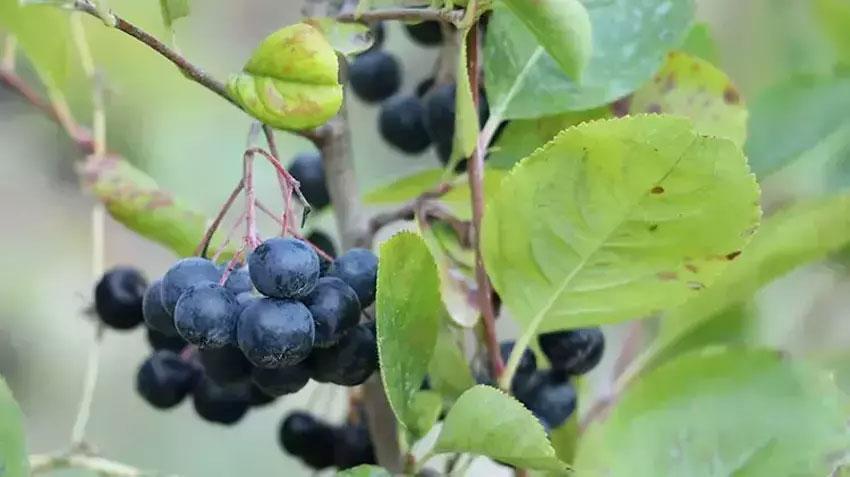 Bu bitkiyi yetiştiren senesinde ev, araba alıyor! Kilosu 1.000 TL'den satılıyor: İlk hasat haberi Çanakkale'den geldi