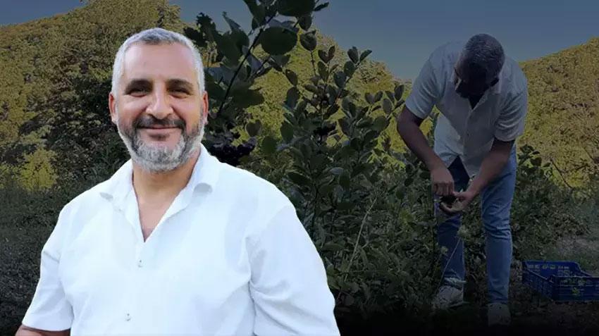 Bu bitkiyi yetiştiren senesinde ev, araba alıyor! Kilosu 1.000 TL'den satılıyor: İlk hasat haberi Çanakkale'den geldi
