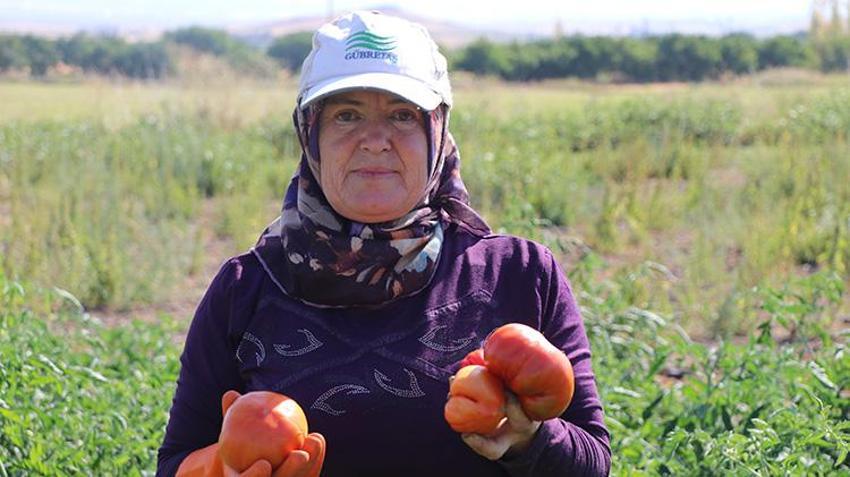 Ata tohumundan elde ediliyor! Karahıdır domatesinde hasat başladı